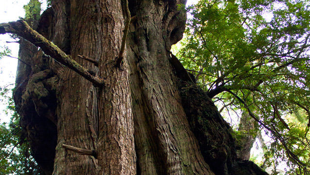 Big Tree Trail