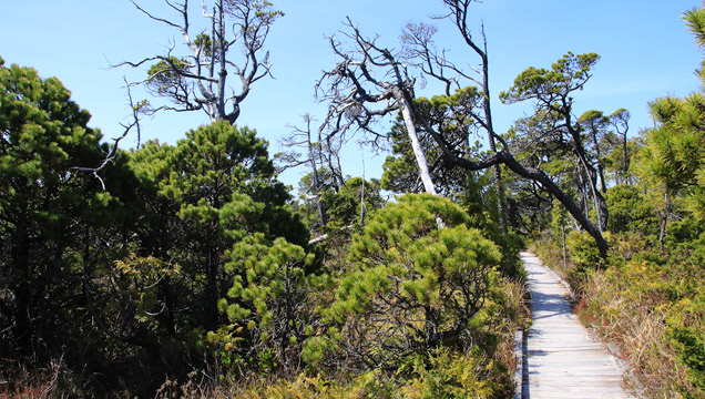 Bog Trail