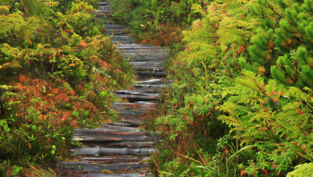 Nuu Chah Nulth Trail