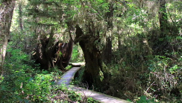 Rainforest Trail