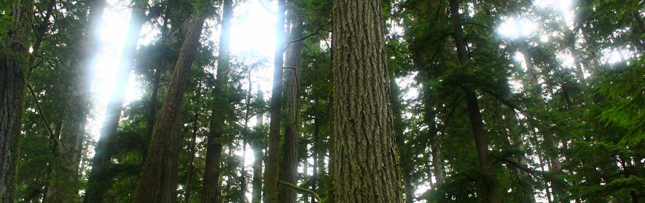 Cathedral Grove