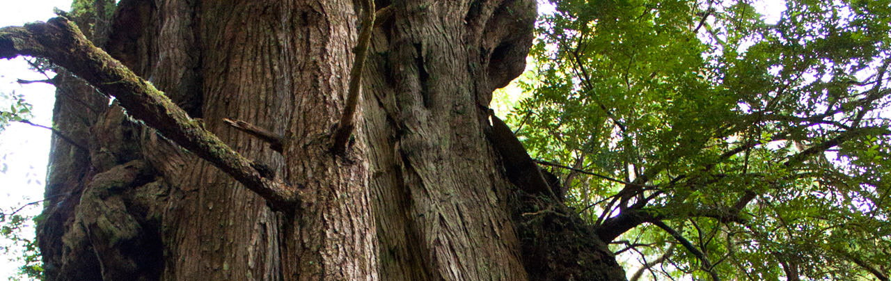 Big Tree Trail