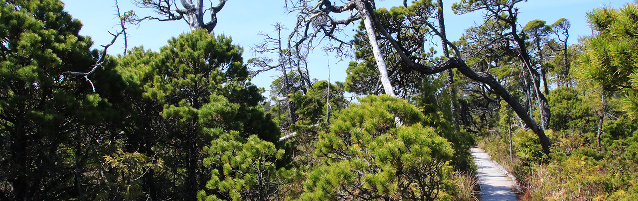 Bog Trail
