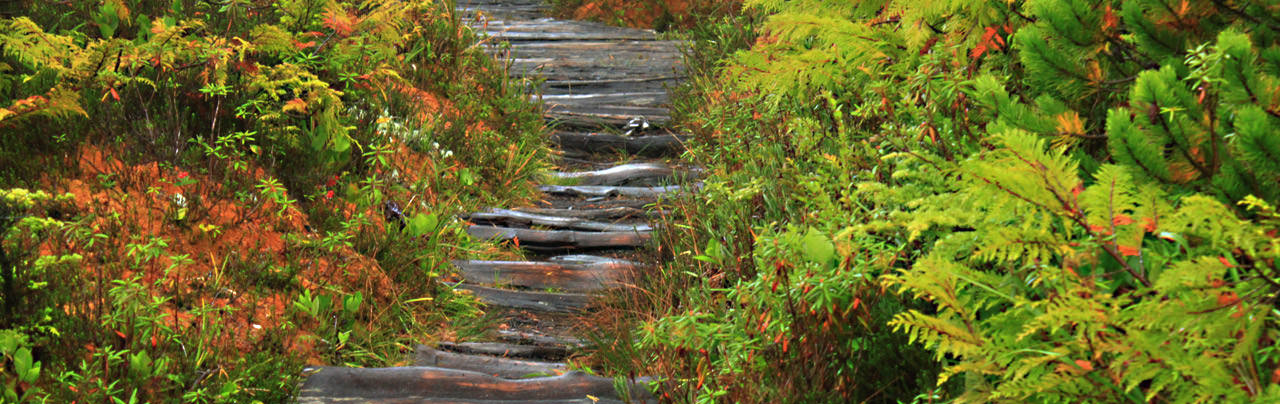 Nuu Chah Nulth Trail