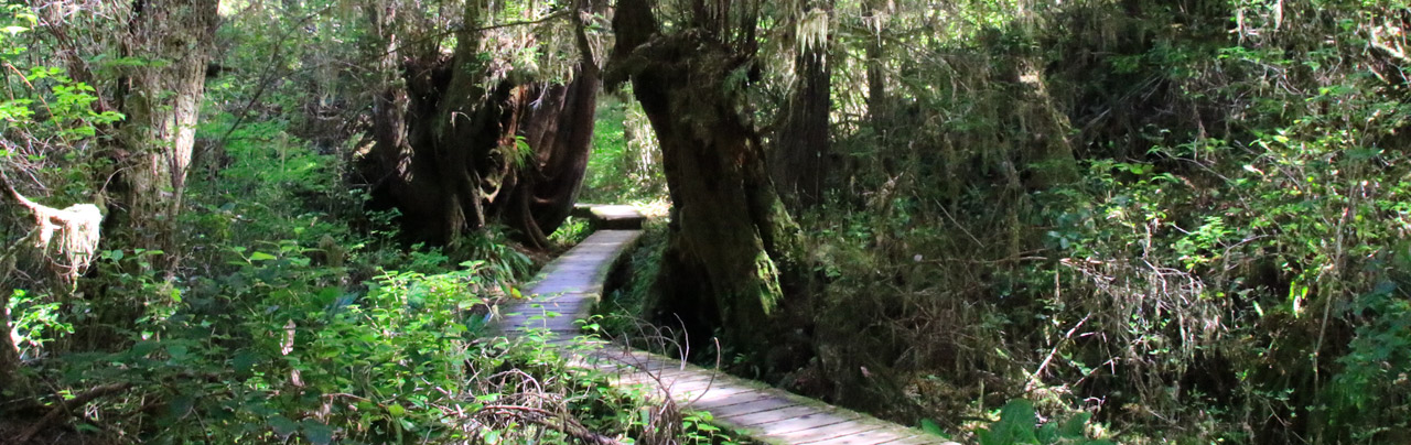Rainforest Trail