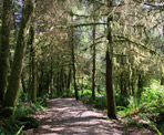 The short hiking trail to Combers Beach