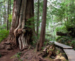 The boardwalks through the west coast rainforest on the way to Hot Springs Cove in Maquinna Marine Provincial Park