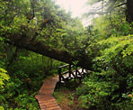 The trail passes under a tree and crosses a small creek