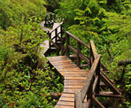 The wooden route along the Nuu Chah Nulth Trail