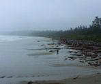 Logs washed up from the Pacific Ocean near the Nuu Chah Nulth Trail