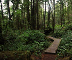 The dense pacific rainforest along the Nuu Chah Nulth Trail