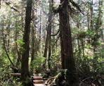 A large tree along the Rainforest Trail in Tofino