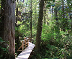 Wooden walkways that head down into the Rainforest Trail