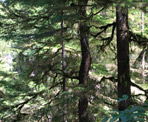 The lush west coast rainforest along the Rainforest Trail near Tofino, BC