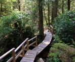 Wooden boardwalks along the Rainforest Trail near Tofino, BC