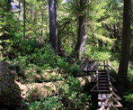 A wooden set of stairs along the Rainforest Trail near Tofino, BC