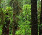 The thick rainforest along the pacific west coast of Vancouver Island